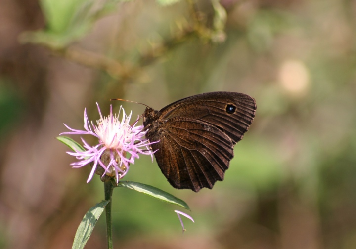 segnalo invasione di Minois Dryas